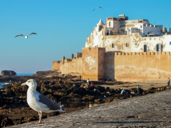 Grand Morocco Tour from Tangier